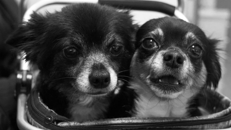 Home Handige gids voor het kiezen van een geschikte dierenarts in Haarlemmermeer met tips over ervaring en diensten