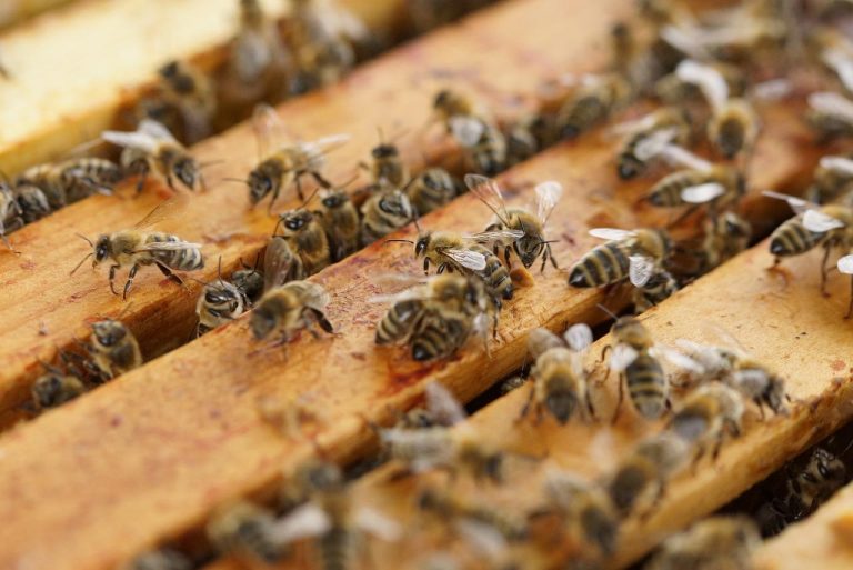 Home Propolis voedingssupplementen in verschillende vormen: capsules, tabletten, poeder en vloeibare extracten voor gezondheidsond
